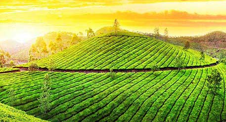 Plantations Plantations