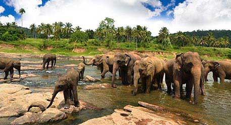Wildlife Parks Wildlife Parks