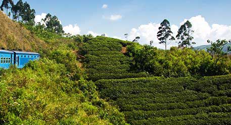 Nuwaraeliya Nuwaraeliya
